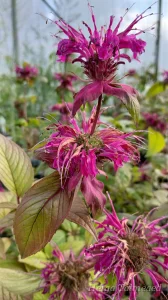 Monarda ’On Parade’
