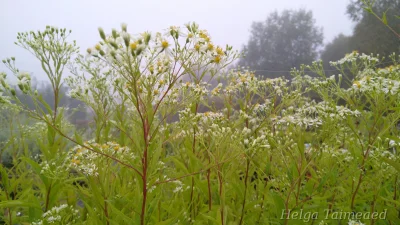 Doellingeria umbellata (Aster umbellatus) 'Weisser Schirm'