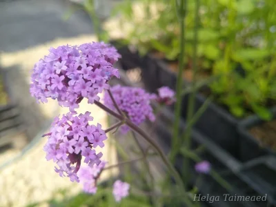 Verbena bonariensis