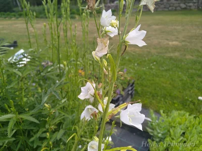 Campanula persicifolia 'Alba'