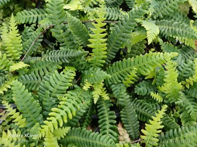 Blechnum spicant 'Stripetti'