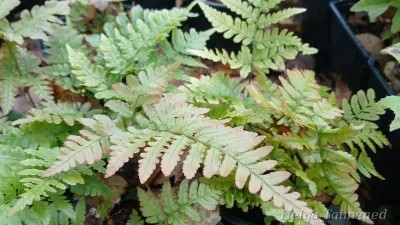 Dryopteris erythrosora 'Autumn'