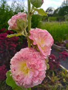 Alcea rosea 'Chaters Apricot' Шток-роза