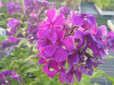Phlox paniculata  ́Düsterlohe ́('Nikcy') Aed-leeklill