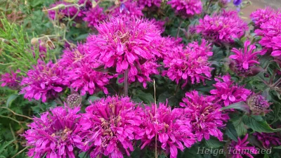 Monarda 'Bee Pretty'
