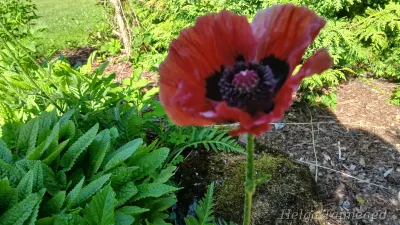 Papaver orientale 'Royal Chocolate Distinction' Idamagun