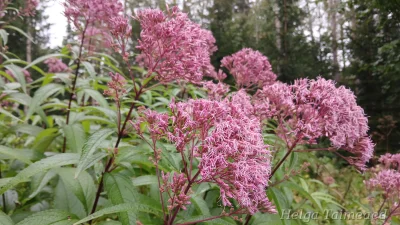 Eutrochium (Eupatorium) fistulosum 'Humble'