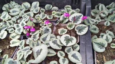 Cyclamen coum 'Pewter Leaf'