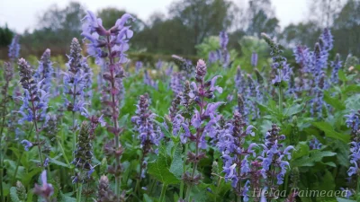 Salvia nemorosa 'Blauhügel'