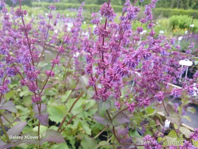 Salvia verticillata 'Smouldering Torches' Kiehkurasalvia