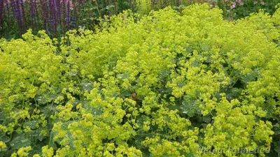 Alchemilla mollis 'Thriller' Jättipoimulehti