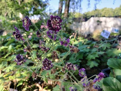 Geranium phaeum 'Joseph Green'