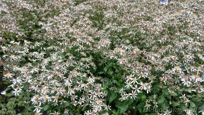 Eurybia divaricata (Aster divaricatus) 'Tradescant' Haraline aster
