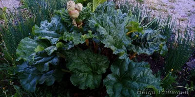 Rheum rhabarbarum 'Canadian Red' Ревень