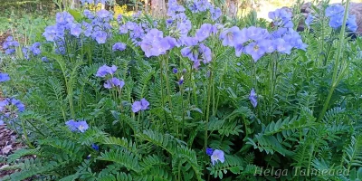 Polemonium caeruleum 'Northern Light's' Синюха голубая