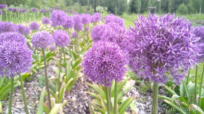 Allium 'Dutchman'