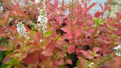 Lysimachia 'Innlyscand'