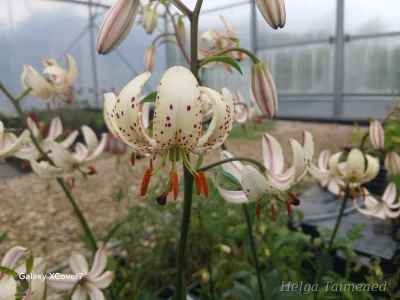 Lilium martagon 'Albi Morning' Лилия кудреватая