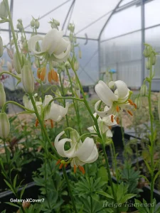 Lilium martagon 'Snowy Morning'