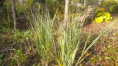 Panicum virgatum 'Blue Fountain'