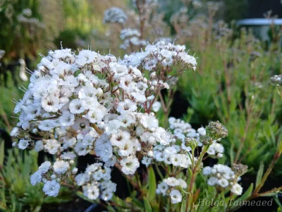 Gypsophila paniculata 'Starflakes'