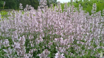 Nepeta racemosa 'Amelia'