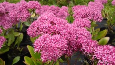 Hylotelephium (Sedum) 'Mr Goodbud' Очиток