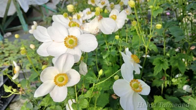 Eriocapitella x hybrida (Anemone) 'Honorine Jobert'