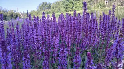 Salvia nemorosa 'Mother Tilley'