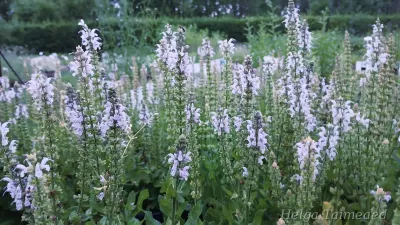 Salvia nemorosa 'Bumblesky' Mets-salvei