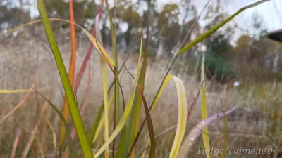 Panicum virgatum 'Squaw'