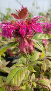Monarda fistulosa 'Talud'