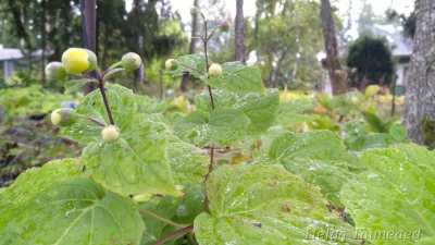 Kirengeshoma palmata