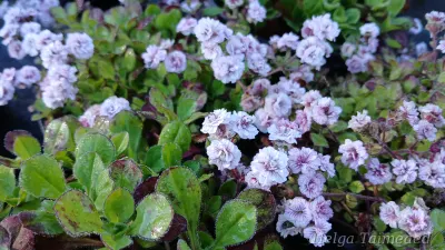 Gypsophila cerastioides 'Plena' Гипсофила ясколковидная