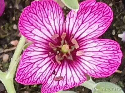 Geranium cinereum 'Carol'