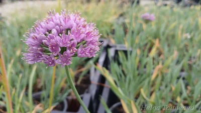 Allium senescens 'Little Saphire'