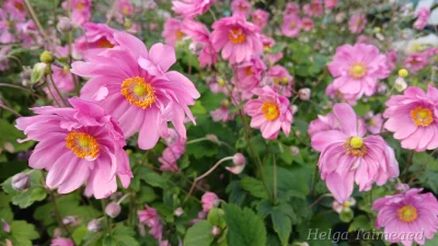 Eriocapitella hupehensis (Anemone)  'Margarete'