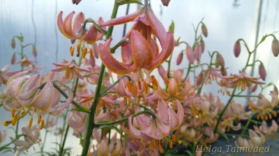 Lilium martagon 'Fairy Morning'