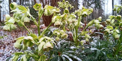 Helleborus foeditus