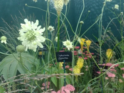 Cephalaria gigantea Головчатка гигантская