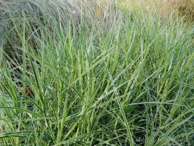 Carex muskingumensis 'Oehme'