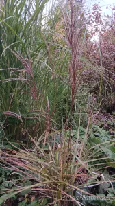 Miscanthus sinensis 'Adiago' Hiina siidpööris