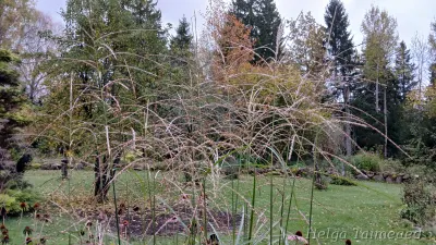 Miscanthus sinensis 'Klaine Silberspinne' Hiina siidpööris