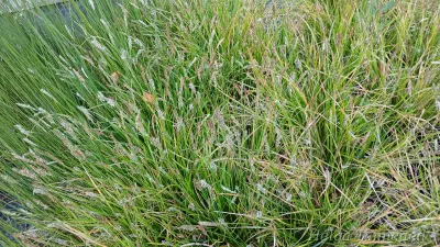 Sesleria 'Greenlee's Hybrid'