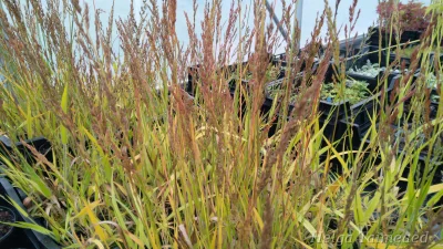 Cinnagrostis viridiflavescens  'Cheju-Do'