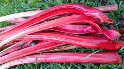 Rheum rhabarbarum 'Red Champagne'