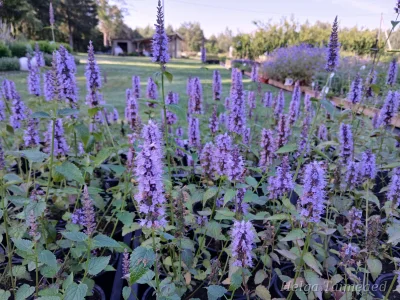 Agastache hybride 'Little Adder'