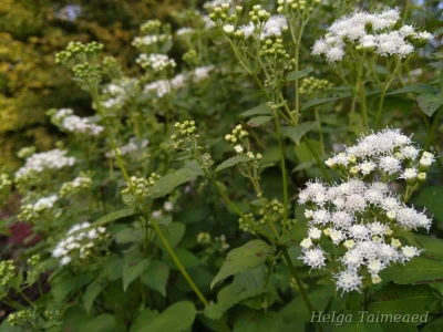 Ageratina altissima (Eupatorium rugosum) 'Braunlaub'  Посконник морщинистый