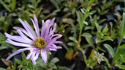 Aster amellus 'Breslau'