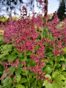 Astilbe 'Younique Ruby Red'